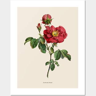 Damask Rose Antique Botanical Illustration Posters and Art